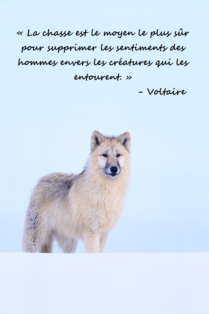 Citation â€“ Voltaire